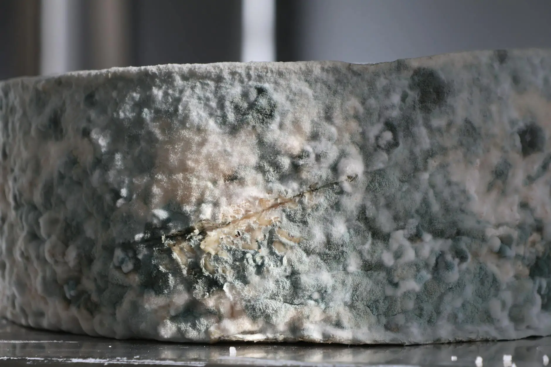 Is Hidden Mold Damaging Your Home? — Logan